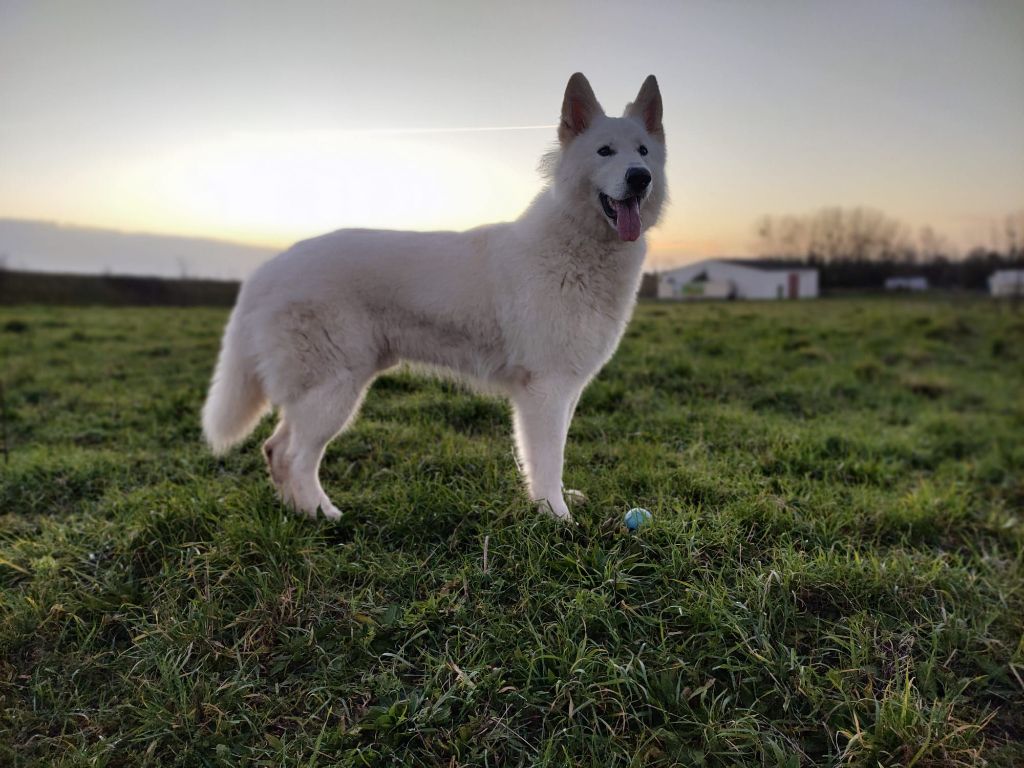 Spike alias bloody anakin De La Vallée Du Lilas Blanc