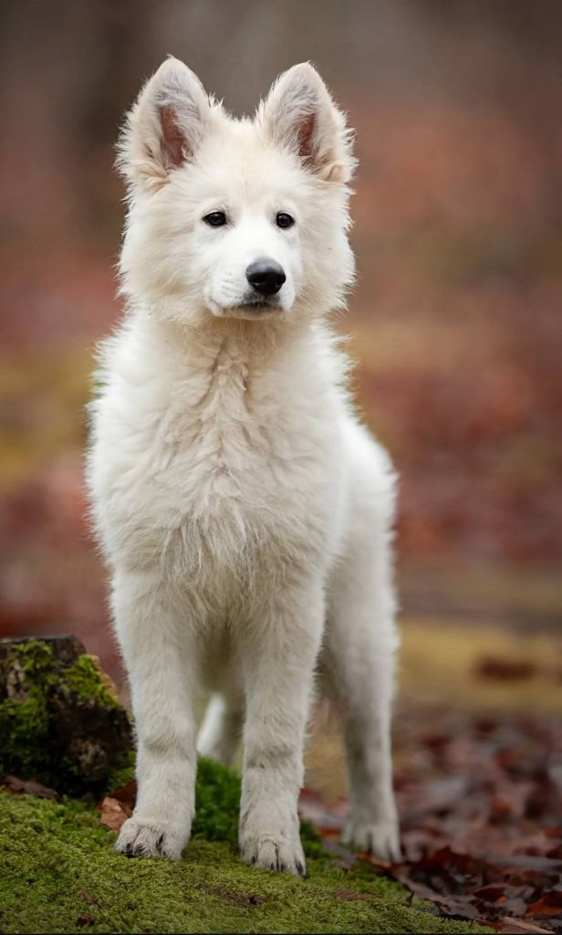 De La Vallée Du Lilas Blanc - Chiot disponible  - Berger Blanc Suisse