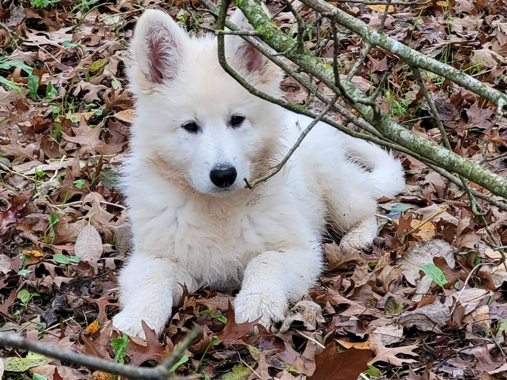 De La Vallée Du Lilas Blanc - Chiot disponible  - Berger Blanc Suisse