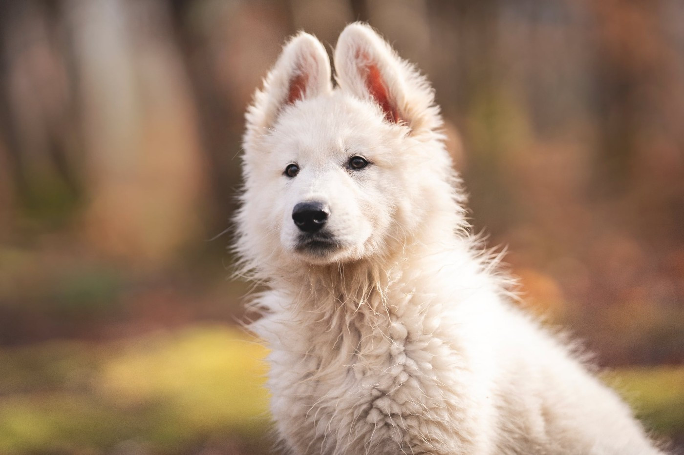 De La Vallée Du Lilas Blanc - Chiots disponibles - Berger Blanc Suisse