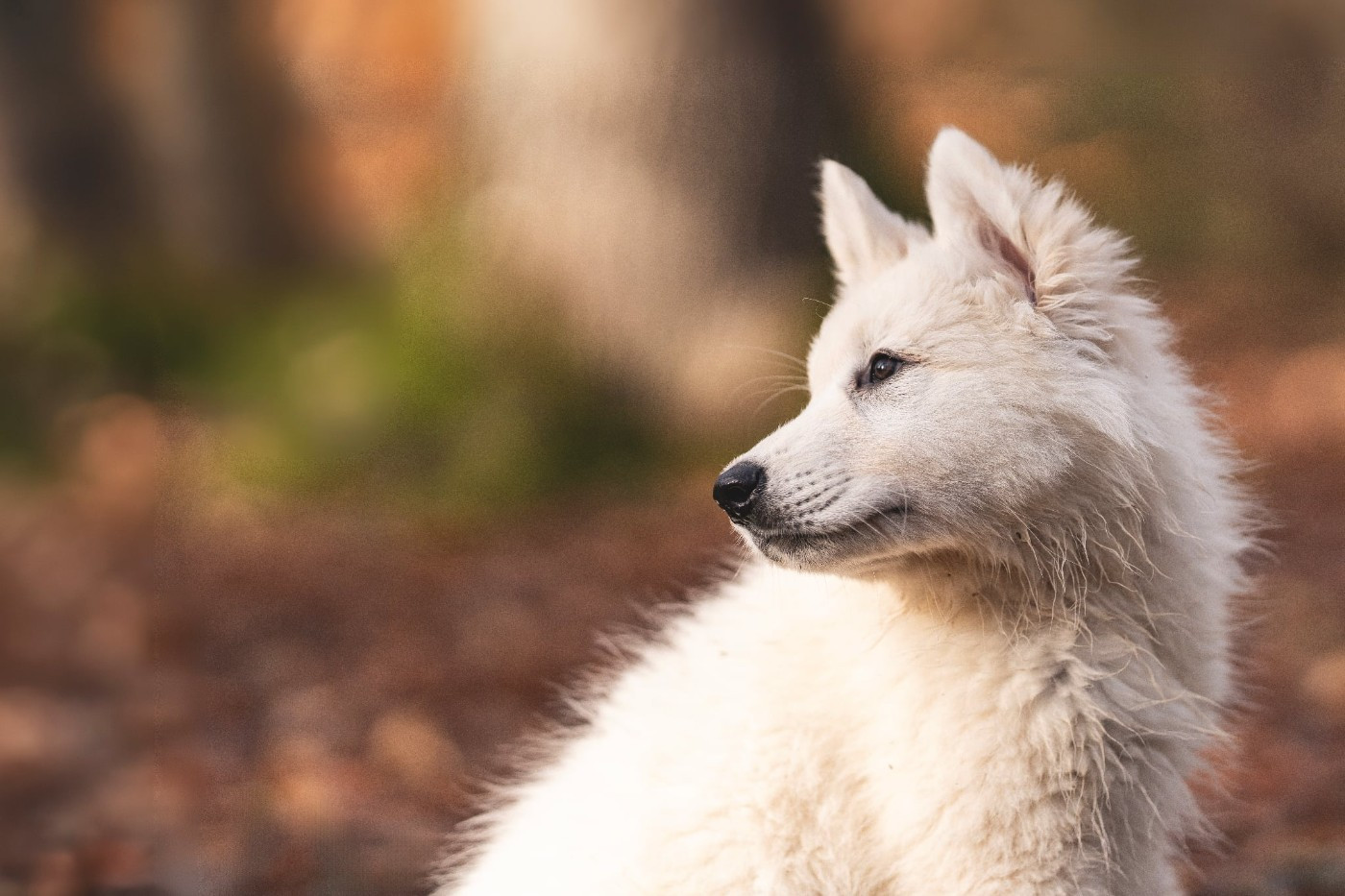 De La Vallée Du Lilas Blanc - Chiots disponibles - Berger Blanc Suisse